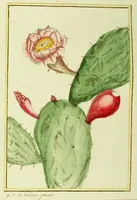 An illustration from Traité de la culture du nopal, et de l'éducation de la cochenille dans les colonies françaises de l'Amérique; précédé d'un Voyage a Guaxaca, (1787)