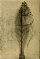 An illustration from Traité de radiographie médicale et scientifique : cours libre professé a l'écolepratique de la Faculté de Médecine de Paris, deuxième semestre de 1896-1897 (1897)