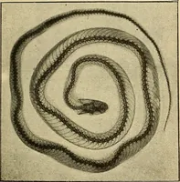 An illustration from Traité de radiographie médicale et scientifique : cours libre professé a l'écolepratique de la Faculté de Médecine de Paris, deuxième semestre de 1896-1897 (1897)