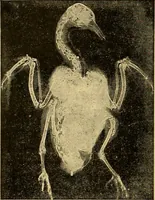 An illustration from Traité de radiographie médicale et scientifique : cours libre professé a l'écolepratique de la Faculté de Médecine de Paris, deuxième semestre de 1896-1897 (1897)
