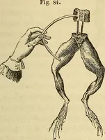 An illustration from Traité d'électricité et de magnétisme : et des applications de ces sciences a la chimie, a la physiologie et aux arts (1855)