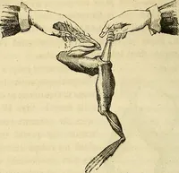 An illustration from Traité d'électricité et de magnétisme : et des applications de ces sciences a la chimie, a la physiologie et aux arts (1855)