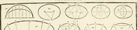 An illustration from Traité d'architecture, ou, Proportions des trois ordres grecs : sur un module de douze parties (1768)