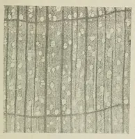 An illustration from Traité de la gravure sur rouleaux (1906)