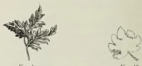 Picture 2 of 17 from Traité de la gravure sur rouleaux (1906), leaf 58