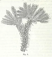 An illustration from Traité des matières colorantes : comprenant leurs applications à la teinture et à l'impression et des notices sur les fibres textiles, les épaississants et les mordants ... (1867)