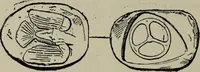 An illustration from Traite des monnaies grecques et romaines; (1901)