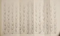 Picture 1 of 3 from Traité pratique de la culture de l'osier et de son usage dans l'industrie de la vannerie fine et commune ... suivi d'un aperçu sur l'art du vannier (1855), leaf 19