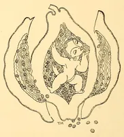 Picture 11 of 12 from Tranquilina's paradise (1930), leaf 38