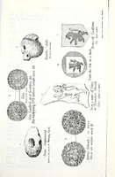 An illustration from Transactions of the Shropshire Archaeological and Natural History Society (1878)