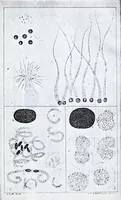 An illustration from Transactions of the Shropshire Archaeological and Natural History Society (1884)