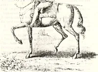An illustration from Transactions of the Shropshire Archaeological and Natural History Society (1878)