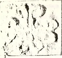 An illustration from Transactions of the Shropshire Archaeological and Natural History Society (1878)