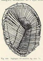 Picture 6 of 12 from Träskfolket; Svenska Rhodesia-Kongo-expeditionenes etnografiska (1916), leaf 228