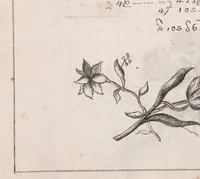 An illustration from Trattato d'aritmetica (1700)