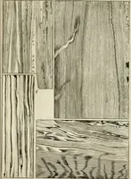 Picture 9 of 16 from Trattato del legno fossile minerale nuouamente scoperto : nel quale breuemente si accenna la varia & mutabil natura di detto legno, rappresentatoui con alcune figure, che mostrano il luogo doue nasce, la diuersità dell'onde che in esso si vedono, e le sue così varie e marauigliose forme (1637), leaf 26