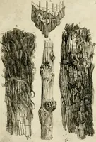Picture 13 of 16 from Trattato del legno fossile minerale nuouamente scoperto : nel quale breuemente si accenna la varia & mutabil natura di detto legno, rappresentatoui con alcune figure, che mostrano il luogo doue nasce, la diuersità dell'onde che in esso si vedono, e le sue così varie e marauigliose forme (1637), leaf 34