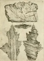 An illustration from Trattato del legno fossile minerale nuouamente scoperto : nel quale breuemente si accenna la varia & mutabil natura di detto legno, rappresentatoui con alcune figure, che mostrano il luogo doue nasce, la diuersità dell'onde che in esso si vedono, e le sue così varie e marauigliose forme (1637)