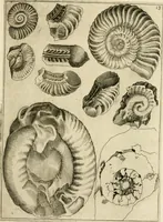 An illustration from Trattato del legno fossile minerale nuouamente scoperto : nel quale breuemente si accenna la varia & mutabil natura di detto legno, rappresentatoui con alcune figure, che mostrano il luogo doue nasce, la diuersità dell'onde che in esso si vedono, e le sue così varie e marauigliose forme (1637)