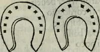 Picture 151 of 171 from Trattato dell'imbrigliare, maneggiare, et ferrare cavalli : diviso in tre parti, con alcvni discorsi sopra la natura di caualli, con disegni di briglie, maneggi, & di caualieri a cauallo, & de ferri d'esso (1556), leaf 173