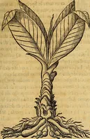 An illustration from Trattato di Christoforo Acosta Africano medico, & chirurgo della historia, natura, et virtu delle droghe medicinali, & altri semplici rarissimi, che vengono portati dalle Indie Orientali in Europa : con le figures delle piante ritratte, & disegnate dal viuo poste a' luoghi proprij ; nuouamente recato dalla Spagnuola nella nostra lingua .. (1585)