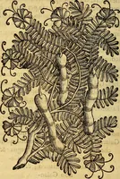 Picture 26 of 122 from Trattato di Christoforo Acosta Africano medico, & chirurgo della historia, natura, et virtu delle droghe medicinali, & altri semplici rarissimi, che vengono portati dalle Indie Orientali in Europa : con le figures delle piante ritratte, & disegnate dal viuo poste a' luoghi proprij ; nuouamente recato dalla Spagnuola nella nostra lingua .. (1585), leaf 105