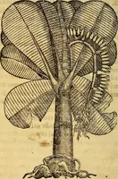An illustration from Trattato di Christoforo Acosta Africano medico, & chirurgo della historia, natura, et virtu delle droghe medicinali, & altri semplici rarissimi, che vengono portati dalle Indie Orientali in Europa : con le figures delle piante ritratte, & disegnate dal viuo poste a' luoghi proprij ; nuouamente recato dalla Spagnuola nella nostra lingua .. (1585)