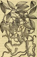 Picture 30 of 122 from Trattato di Christoforo Acosta Africano medico, & chirurgo della historia, natura, et virtu delle droghe medicinali, & altri semplici rarissimi, che vengono portati dalle Indie Orientali in Europa : con le figures delle piante ritratte, & disegnate dal viuo poste a' luoghi proprij ; nuouamente recato dalla Spagnuola nella nostra lingua .. (1585), leaf 115