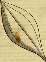 Picture 31 of 122 from Trattato di Christoforo Acosta Africano medico, & chirurgo della historia, natura, et virtu delle droghe medicinali, & altri semplici rarissimi, che vengono portati dalle Indie Orientali in Europa : con le figures delle piante ritratte, & disegnate dal viuo poste a' luoghi proprij ; nuouamente recato dalla Spagnuola nella nostra lingua .. (1585), leaf 116