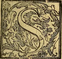 An illustration from Trattato di Christoforo Acosta Africano medico, & chirurgo della historia, natura, et virtu delle droghe medicinali, & altri semplici rarissimi, che vengono portati dalle Indie Orientali in Europa : con le figures delle piante ritratte, & disegnate dal viuo poste a' luoghi proprij ; nuouamente recato dalla Spagnuola nella nostra lingua .. (1585)