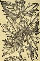 An illustration from Trattato di Christoforo Acosta Africano medico, & chirurgo della historia, natura, et virtu delle droghe medicinali, & altri semplici rarissimi, che vengono portati dalle Indie Orientali in Europa : con le figures delle piante ritratte, & disegnate dal viuo poste a' luoghi proprij ; nuouamente recato dalla Spagnuola nella nostra lingua .. (1585)