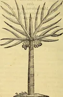 Picture 35 of 122 from Trattato di Christoforo Acosta Africano medico, & chirurgo della historia, natura, et virtu delle droghe medicinali, & altri semplici rarissimi, che vengono portati dalle Indie Orientali in Europa : con le figures delle piante ritratte, & disegnate dal viuo poste a' luoghi proprij ; nuouamente recato dalla Spagnuola nella nostra lingua .. (1585), leaf 127