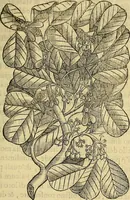 Picture 39 of 122 from Trattato di Christoforo Acosta Africano medico, & chirurgo della historia, natura, et virtu delle droghe medicinali, & altri semplici rarissimi, che vengono portati dalle Indie Orientali in Europa : con le figures delle piante ritratte, & disegnate dal viuo poste a' luoghi proprij ; nuouamente recato dalla Spagnuola nella nostra lingua .. (1585), leaf 140