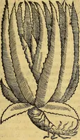 An illustration from Trattato di Christoforo Acosta Africano medico, & chirurgo della historia, natura, et virtu delle droghe medicinali, & altri semplici rarissimi, che vengono portati dalle Indie Orientali in Europa : con le figures delle piante ritratte, & disegnate dal viuo poste a' luoghi proprij ; nuouamente recato dalla Spagnuola nella nostra lingua .. (1585)