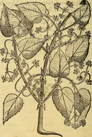 An illustration from Trattato di Christoforo Acosta Africano medico, & chirurgo della historia, natura, et virtu delle droghe medicinali, & altri semplici rarissimi, che vengono portati dalle Indie Orientali in Europa : con le figures delle piante ritratte, & disegnate dal viuo poste a' luoghi proprij ; nuouamente recato dalla Spagnuola nella nostra lingua .. (1585)