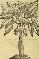 An illustration from Trattato di Christoforo Acosta Africano medico, & chirurgo della historia, natura, et virtu delle droghe medicinali, & altri semplici rarissimi, che vengono portati dalle Indie Orientali in Europa : con le figures delle piante ritratte, & disegnate dal viuo poste a' luoghi proprij ; nuouamente recato dalla Spagnuola nella nostra lingua .. (1585)