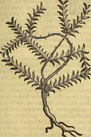 An illustration from Trattato di Christoforo Acosta Africano medico, & chirurgo della historia, natura, et virtu delle droghe medicinali, & altri semplici rarissimi, che vengono portati dalle Indie Orientali in Europa : con le figures delle piante ritratte, & disegnate dal viuo poste a' luoghi proprij ; nuouamente recato dalla Spagnuola nella nostra lingua .. (1585)