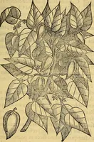 Picture 64 of 122 from Trattato di Christoforo Acosta Africano medico, & chirurgo della historia, natura, et virtu delle droghe medicinali, & altri semplici rarissimi, che vengono portati dalle Indie Orientali in Europa : con le figures delle piante ritratte, & disegnate dal viuo poste a' luoghi proprij ; nuouamente recato dalla Spagnuola nella nostra lingua .. (1585), leaf 246