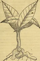 An illustration from Trattato di Christoforo Acosta Africano medico, & chirurgo della historia, natura, et virtu delle droghe medicinali, & altri semplici rarissimi, che vengono portati dalle Indie Orientali in Europa : con le figures delle piante ritratte, & disegnate dal viuo poste a' luoghi proprij ; nuouamente recato dalla Spagnuola nella nostra lingua .. (1585)