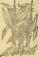 An illustration from Trattato di Christoforo Acosta Africano medico, & chirurgo della historia, natura, et virtu delle droghe medicinali, & altri semplici rarissimi, che vengono portati dalle Indie Orientali in Europa : con le figures delle piante ritratte, & disegnate dal viuo poste a' luoghi proprij ; nuouamente recato dalla Spagnuola nella nostra lingua .. (1585)