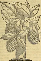 Picture 70 of 122 from Trattato di Christoforo Acosta Africano medico, & chirurgo della historia, natura, et virtu delle droghe medicinali, & altri semplici rarissimi, che vengono portati dalle Indie Orientali in Europa : con le figures delle piante ritratte, & disegnate dal viuo poste a' luoghi proprij ; nuouamente recato dalla Spagnuola nella nostra lingua .. (1585), leaf 254