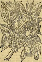 An illustration from Trattato di Christoforo Acosta Africano medico, & chirurgo della historia, natura, et virtu delle droghe medicinali, & altri semplici rarissimi, che vengono portati dalle Indie Orientali in Europa : con le figures delle piante ritratte, & disegnate dal viuo poste a' luoghi proprij ; nuouamente recato dalla Spagnuola nella nostra lingua .. (1585)