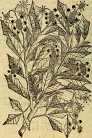 An illustration from Trattato di Christoforo Acosta Africano medico, & chirurgo della historia, natura, et virtu delle droghe medicinali, & altri semplici rarissimi, che vengono portati dalle Indie Orientali in Europa : con le figures delle piante ritratte, & disegnate dal viuo poste a' luoghi proprij ; nuouamente recato dalla Spagnuola nella nostra lingua .. (1585)