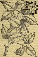Picture 78 of 122 from Trattato di Christoforo Acosta Africano medico, & chirurgo della historia, natura, et virtu delle droghe medicinali, & altri semplici rarissimi, che vengono portati dalle Indie Orientali in Europa : con le figures delle piante ritratte, & disegnate dal viuo poste a' luoghi proprij ; nuouamente recato dalla Spagnuola nella nostra lingua .. (1585), leaf 266