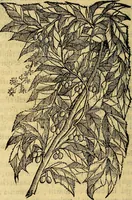 Picture 80 of 122 from Trattato di Christoforo Acosta Africano medico, & chirurgo della historia, natura, et virtu delle droghe medicinali, & altri semplici rarissimi, che vengono portati dalle Indie Orientali in Europa : con le figures delle piante ritratte, & disegnate dal viuo poste a' luoghi proprij ; nuouamente recato dalla Spagnuola nella nostra lingua .. (1585), leaf 269