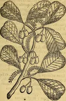 Picture 82 of 122 from Trattato di Christoforo Acosta Africano medico, & chirurgo della historia, natura, et virtu delle droghe medicinali, & altri semplici rarissimi, che vengono portati dalle Indie Orientali in Europa : con le figures delle piante ritratte, & disegnate dal viuo poste a' luoghi proprij ; nuouamente recato dalla Spagnuola nella nostra lingua .. (1585), leaf 276