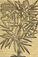 Picture 84 of 122 from Trattato di Christoforo Acosta Africano medico, & chirurgo della historia, natura, et virtu delle droghe medicinali, & altri semplici rarissimi, che vengono portati dalle Indie Orientali in Europa : con le figures delle piante ritratte, & disegnate dal viuo poste a' luoghi proprij ; nuouamente recato dalla Spagnuola nella nostra lingua .. (1585), leaf 278