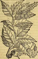 An illustration from Trattato di Christoforo Acosta Africano medico, & chirurgo della historia, natura, et virtu delle droghe medicinali, & altri semplici rarissimi, che vengono portati dalle Indie Orientali in Europa : con le figures delle piante ritratte, & disegnate dal viuo poste a' luoghi proprij ; nuouamente recato dalla Spagnuola nella nostra lingua .. (1585)