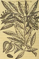 Picture 89 of 122 from Trattato di Christoforo Acosta Africano medico, & chirurgo della historia, natura, et virtu delle droghe medicinali, & altri semplici rarissimi, che vengono portati dalle Indie Orientali in Europa : con le figures delle piante ritratte, & disegnate dal viuo poste a' luoghi proprij ; nuouamente recato dalla Spagnuola nella nostra lingua .. (1585), leaf 295