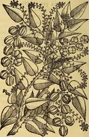 An illustration from Trattato di Christoforo Acosta Africano medico, & chirurgo della historia, natura, et virtu delle droghe medicinali, & altri semplici rarissimi, che vengono portati dalle Indie Orientali in Europa : con le figures delle piante ritratte, & disegnate dal viuo poste a' luoghi proprij ; nuouamente recato dalla Spagnuola nella nostra lingua .. (1585)